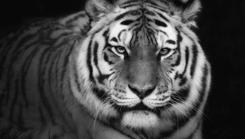 Обои тигр, фон, взгляд, хищник, tiger, background, look, predator разрешение 2048x1407 Загрузить