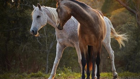 Обои природа, лучи, пара, лошади, окрас, nature, rays, pair, horse, color разрешение 2048x1369 Загрузить