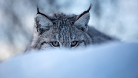 Обои глаза, морда, снег, зима, рысь, дикая кошка, eyes, face, snow, winter, lynx, wild cat разрешение 3600x2400 Загрузить