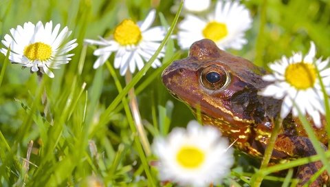 Обои цветы, животные, лягушка, ромашки, flowers, animals, frog, chamomile разрешение 2677x1600 Загрузить