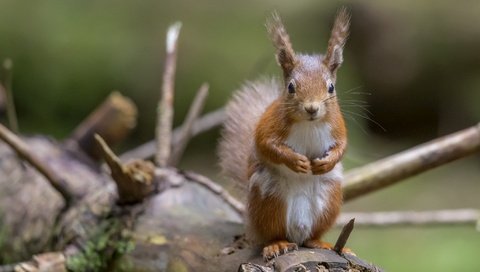 Обои животные, ушки, белка, зверек, хвостик, стойка, белочка, грызун, animals, ears, protein, animal, ponytail, stand, squirrel, rodent разрешение 2048x1415 Загрузить