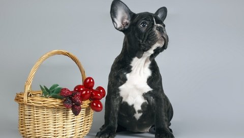 Обои собака, щенок, корзина, ягоды, французский бульдог, dog, puppy, basket, berries, french bulldog разрешение 2560x1600 Загрузить