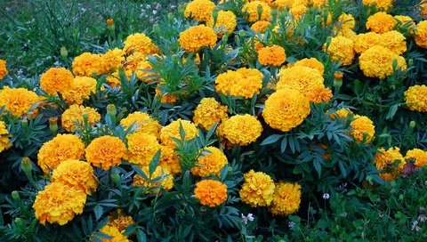 Обои бархатцы, цветы., желтые цветы, marigolds, flowers., yellow flowers разрешение 2048x1536 Загрузить