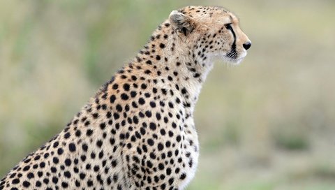 Обои морда, профиль, гепард, дикая кошка, face, profile, cheetah, wild cat разрешение 2560x1700 Загрузить
