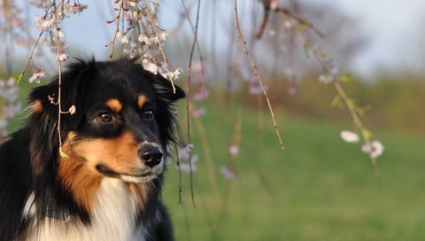 Обои цветение, взгляд, собака, весна, шелти, flowering, look, dog, spring, sheltie разрешение 1920x1200 Загрузить