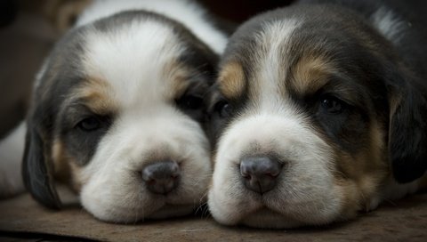 Обои глаза, щенки, собаки, взгляды, мордашки, eyes, puppies, dogs, views, faces разрешение 3872x2592 Загрузить