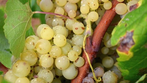 Обои зелёный, виноград, лоза, гроздь, green, grapes, vine, bunch разрешение 2048x1389 Загрузить