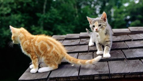 Обои кошки, крыша, котята, любопытство, cats, roof, kittens, curiosity разрешение 1920x1200 Загрузить