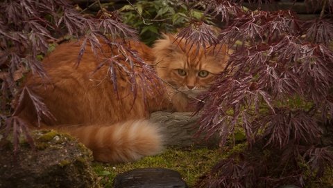 Обои листья, кот, ветки, кошка, рыжий, leaves, cat, branches, red разрешение 3000x1925 Загрузить