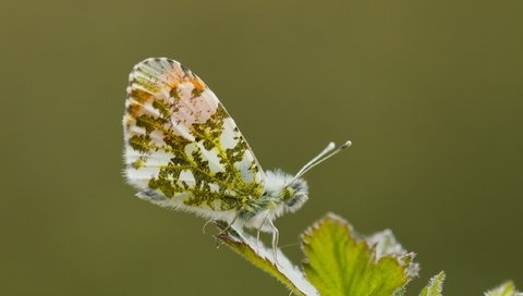 Обои макро, насекомое, бабочка, крылья, лист, macro, insect, butterfly, wings, sheet разрешение 2264x1509 Загрузить