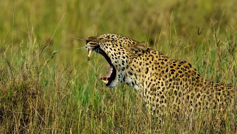 Обои трава, леопард, хищник, профиль, большая кошка, оскал, grass, leopard, predator, profile, big cat, grin разрешение 1920x1278 Загрузить