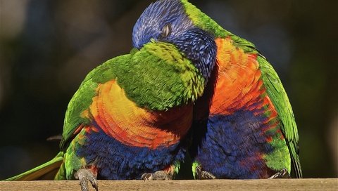 Обои птицы, поцелуй, многоцветный, попугаи, лорикет, радужный, birds, kiss, multicolor, parrots, rainbow lorikeet, rainbow разрешение 2048x1360 Загрузить