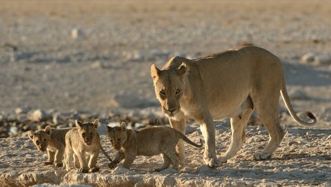 Обои львы, малыши, львята, котята, львица, детеныши, материнство, lions, kids, the cubs, kittens, lioness, cubs, motherhood разрешение 2048x1363 Загрузить