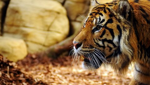 Обои тигр, морда, взгляд, хищник, профиль, tiger, face, look, predator, profile разрешение 1920x1280 Загрузить