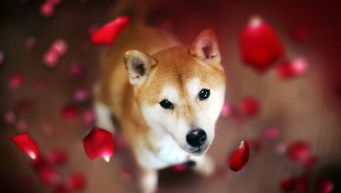 Обои цветы, лепестки, взгляд, собака, сиба-ину, flowers, petals, look, dog, shiba inu разрешение 1920x1200 Загрузить