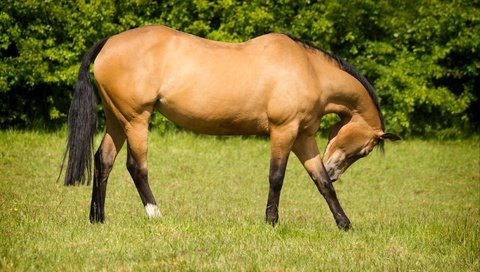 Обои лошадь, животные, конь, красавец, поклон, horse, animals, handsome, bow разрешение 2800x1810 Загрузить