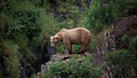 Обои природа, лес, медведь, обрыв, nature, forest, bear, open разрешение 2048x1365 Загрузить