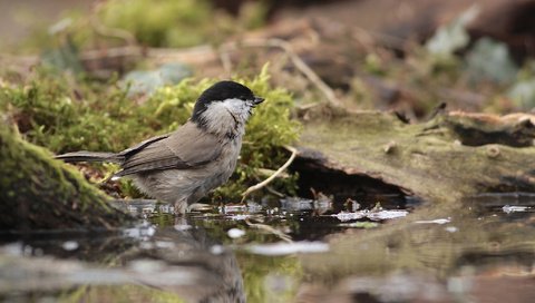 Обои вода, отражение, птицы, птица, мох, синица, синичка, water, reflection, birds, bird, moss, tit, titmouse разрешение 2048x1485 Загрузить