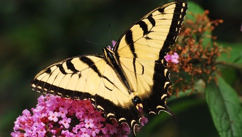 Обои цветок, бабочка, крылья, насекомые, макр, flower, butterfly, wings, insects, makr разрешение 2600x1740 Загрузить