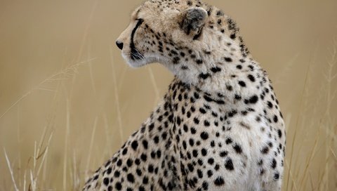 Обои морда, профиль, гепард, дикая кошка, face, profile, cheetah, wild cat разрешение 2560x1703 Загрузить