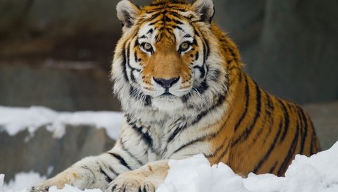 Обои тигр, снег, взгляд, хищник, большая кошка, отдых, амурский, tiger, snow, look, predator, big cat, stay, amur разрешение 3400x2266 Загрузить