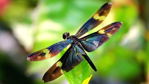 Обои крылья, лист, насекомые, размытость, стрекоза, wings, sheet, insects, blur, dragonfly разрешение 2048x1366 Загрузить