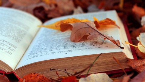 Обои листья, листва, осень, текст, книга, страницы, leaves, foliage, autumn, text, book, page разрешение 2048x1365 Загрузить