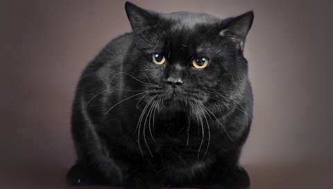 Обои фон, кот, кошка, взгляд, черный, background, cat, look, black разрешение 2560x1600 Загрузить