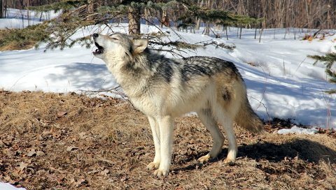 Обои лес, зима, серый, хищник, волк, воет, дикий, forest, winter, grey, predator, wolf, howling, wild разрешение 1920x1200 Загрузить