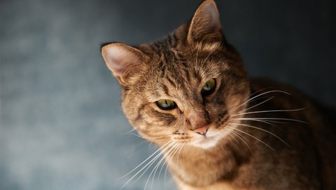 Обои морда, фон, кот, усы, кошка, face, background, cat, mustache разрешение 1920x1200 Загрузить