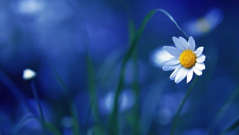 Обои макро, цветок, ромашка, ромашки, синий фон, macro, flower, daisy, chamomile, blue background разрешение 1920x1280 Загрузить