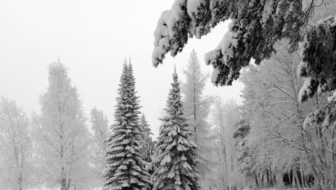 Обои деревья, ели, снег, природа, зима, пейзаж, холод, ель, елки, trees, ate, snow, nature, winter, landscape, cold, spruce, tree разрешение 2000x1456 Загрузить