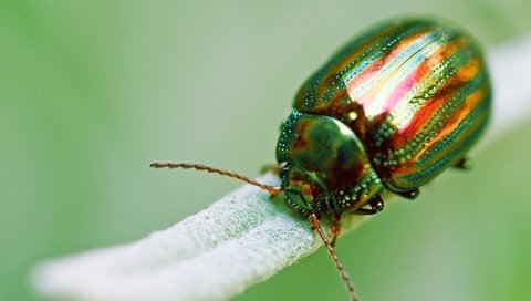 Обои зелёный, жук, макро, насекомое, золотистый, green, beetle, macro, insect, golden разрешение 1920x1080 Загрузить