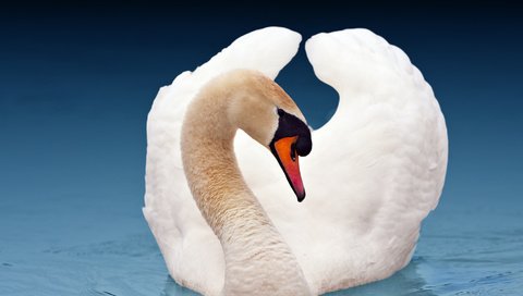 Обои лебедь, красавец, swan, handsome разрешение 1920x1080 Загрузить