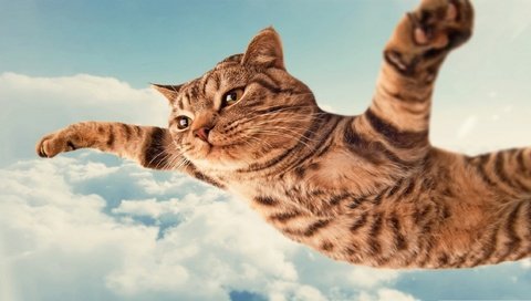 Обои летящий кот, flying cat разрешение 2560x1440 Загрузить