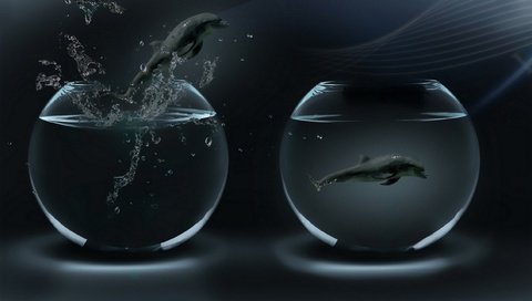 Обои дельфины в аквариумах, dolphins in aquariums разрешение 2560x1440 Загрузить