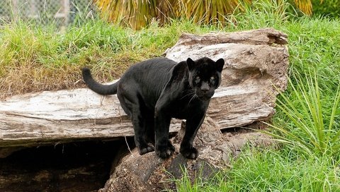 Обои кошка, пантера, черный ягуар, пантера на камне, cat, panther, black jaguar, panther on the rock разрешение 1920x1080 Загрузить