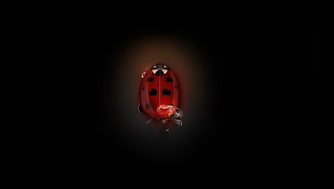 Обои жук, божья коровка, минимализм, механизм, шестеренки, beetle, ladybug, minimalism, mechanism, gear разрешение 1920x1080 Загрузить