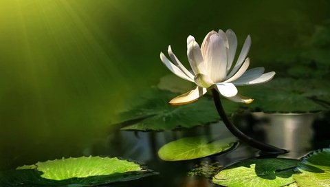 Обои вода, цветок, лотос, пруд, кувшинка, кувшинки, водяная лилия, water, flower, lotus, pond, lily, water lilies, water lily разрешение 1920x1080 Загрузить