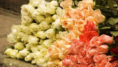 Обои цветы, бутоны, розы, роза, букет, flowers, buds, roses, rose, bouquet разрешение 2560x1440 Загрузить