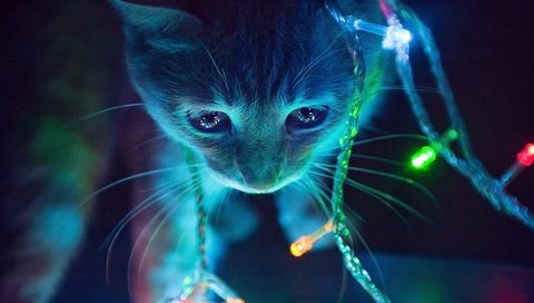 Обои огни, кот, мордочка, усы, кошка, взгляд, котенок, гирлянда, lights, cat, muzzle, mustache, look, kitty, garland разрешение 2560x1600 Загрузить