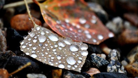 Обои камни, листья, капли, stones, leaves, drops разрешение 2560x1600 Загрузить