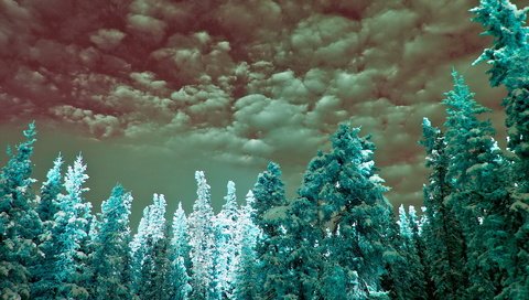 Обои облака, ель, неба, infrared, cyan, clouds, spruce, sky разрешение 1920x1200 Загрузить