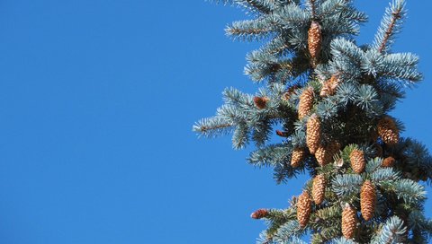 Обои шишки, голубая ель, bumps, blue spruce разрешение 2560x1600 Загрузить