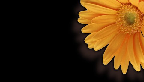 Обои рабочий стол, гербера, крупно, desk, gerbera, large разрешение 2560x1600 Загрузить