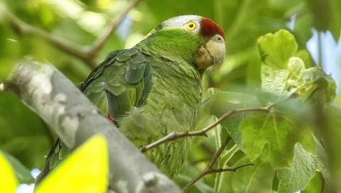 Обои птица, попугай, зеленощёкий амазон, bird, parrot, selenodesy amazon разрешение 1920x1200 Загрузить