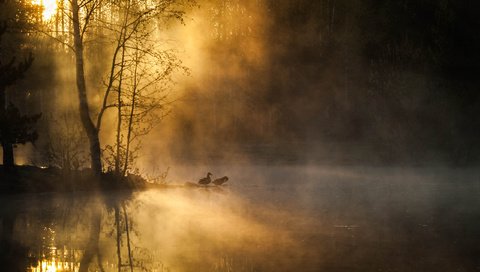 Обои деревья, река, лес, утро, туман, рассвет, птицы, trees, river, forest, morning, fog, dawn, birds разрешение 2560x1600 Загрузить