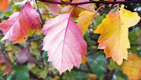 Обои листья, осень, крупный план, leaves, autumn, close-up разрешение 2560x1600 Загрузить