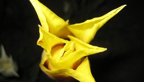 Обои желтый, цветок, бутон, тюльпан, yellow, flower, bud, tulip разрешение 3072x2304 Загрузить