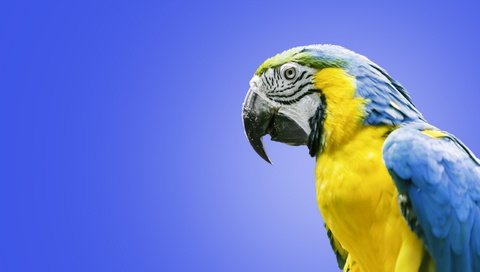 Обои птица, попугай, ара, сине-жёлтый ара, bird, parrot, ara, blue-and-yellow macaw разрешение 2560x1600 Загрузить